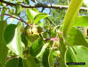 Image - American Persimmon flower detail