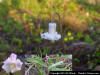 Pine hyacinth (Clematis baldwin) flower