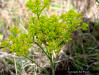 Tall Milkwort ( Polygala cymosa Walter ) 