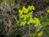 Tall Pinebarren Milkwort flowers