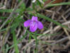 Pineland Waterwillow flower detail