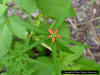 Paintedleaf (Poinsettia cyathophora ) plant