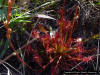 Pink Sundew with flower stalk(Drosera capillaris) in bloom