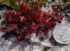 Dwarf Sundew plant (Drosera brevifolia)