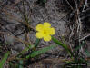 Pitted Stripeseed flower ( Piriqueta cistoides ssp. caroliniana ) flower