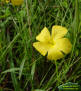 Pitted Stripeseed flower detail