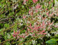 October flower ( Polygonella polygama ) showing red flower morph