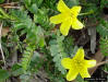 Puncture Weed (Tribulus cistoids)