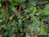 Puncture weed fruit (Tribulus cistoids)