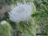 Purple Thistle flower detail