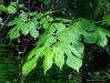 Image - Red Mulberry (Morus rubra L)