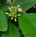 Image - Cheese Shrub flowers (Morinda royoc).jpg