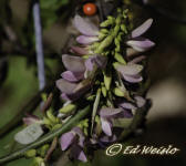 Rosary pea flowers