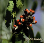 Rosary pea vine