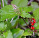 Rouge plant flower (Rivina humilis L.)