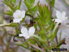 Rough Hedgehyssop flower detail