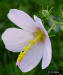 Salt Marsh Mallow flower detail