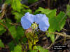 Sandhill dayflower close-up (Commelina erecta)