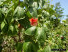 Sea Hibiscus red flower (Hibiscus tiliaceus L.)