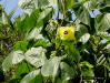 Sea Hibiscus yellow flower (Hibiscus tiliaceus L.)