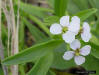 Sea Rocket flower detail