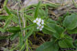 Sea Rocket plant (Cakile lanceolata)jpg