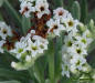 Sea lavender flowers