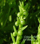 Close-up of Seacoast marshelder flowers