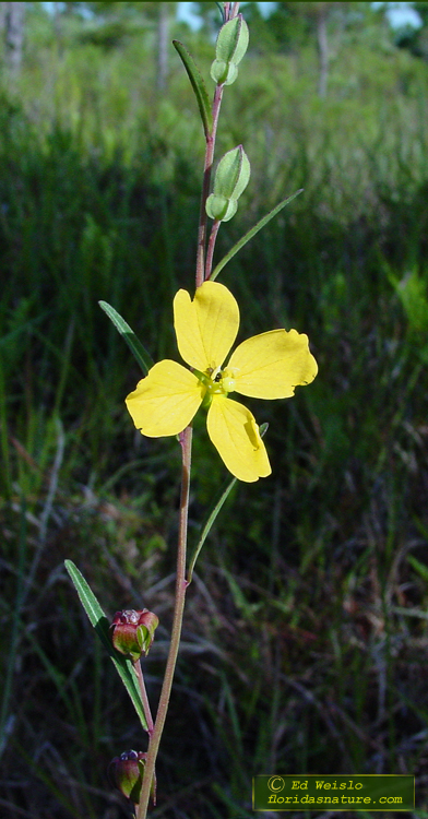 Florida S Wildflowers Page 11 Of