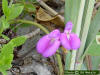 Seaside bean flower