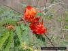 Sesban (Sesbania punicea) flowers