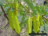 Sesban tree seedpods