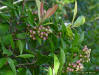 Fruit of the Shoebutton Ardisia tree