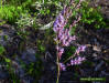 Blazing Star plant flowering