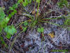 Blazing star foliage detail