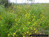 Smallfruit Beggerticks (Bidens mitis)