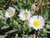 Southern Fleabane  flower detail