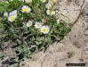 Southern Fleabane (Erigeron quercifolius)