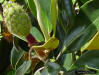 Image - Southern Magnolia (Magnolia grandiflora L.) burr