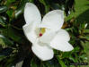 Image - Southern magnolia (Magnolia grandiflora L.) flower