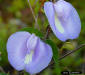 Spurred butterfly-pea (Centrosema virginianum (L.) Benth)