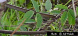 Spurred butterfly-pea detail