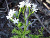 Stinging nettle  flower detail(Cnidoscolus stimulosus)