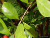 Strawberry Guava (Psidium cattleianum Sabine) leaf