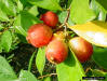 Strawberry Guava fruit (Psidium cattleianum Sabine)