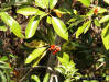 Sweet bay - Magnolia virginiana