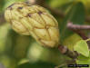 Image - Sweet Bay burr (Magnolia virginiana)