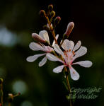 Picture of Florida native Tarflower, Bejaria racemosa