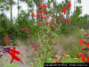 Tropical Sage flower (Salvia coccinea)