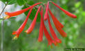 Image - Trumpet Honeysuckle (Lonicera sempervirens L) flower